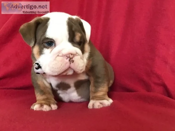 Dogs and puppies