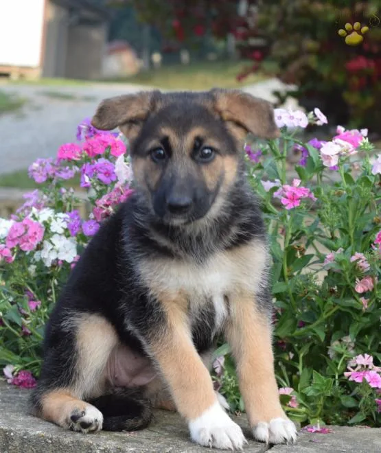 Dogs and puppies