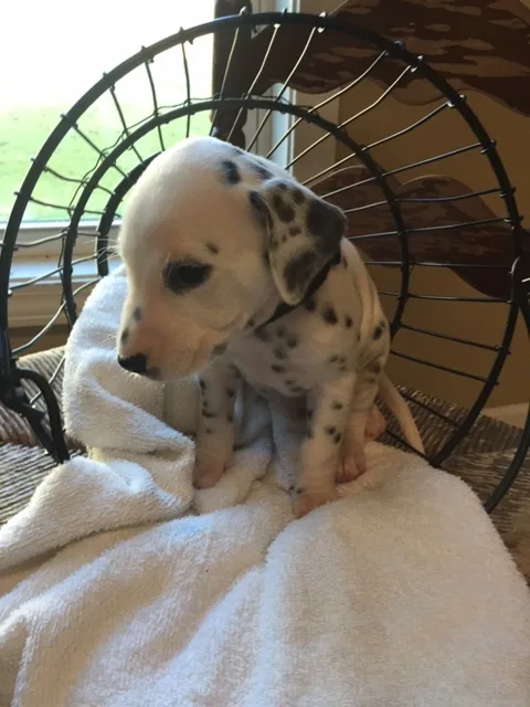 Dogs and puppies