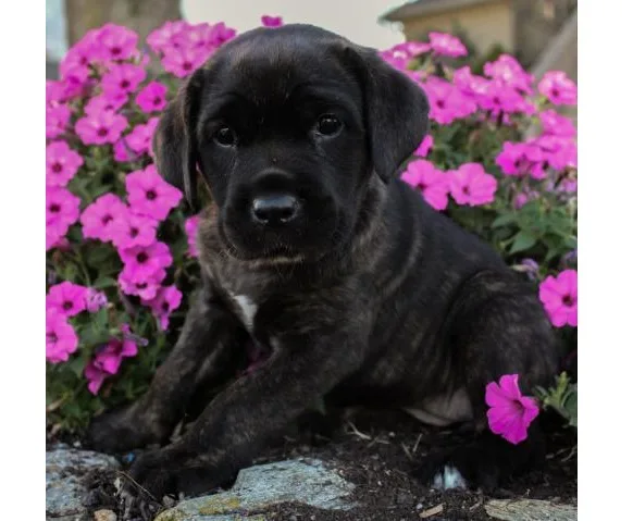 Dogs and puppies