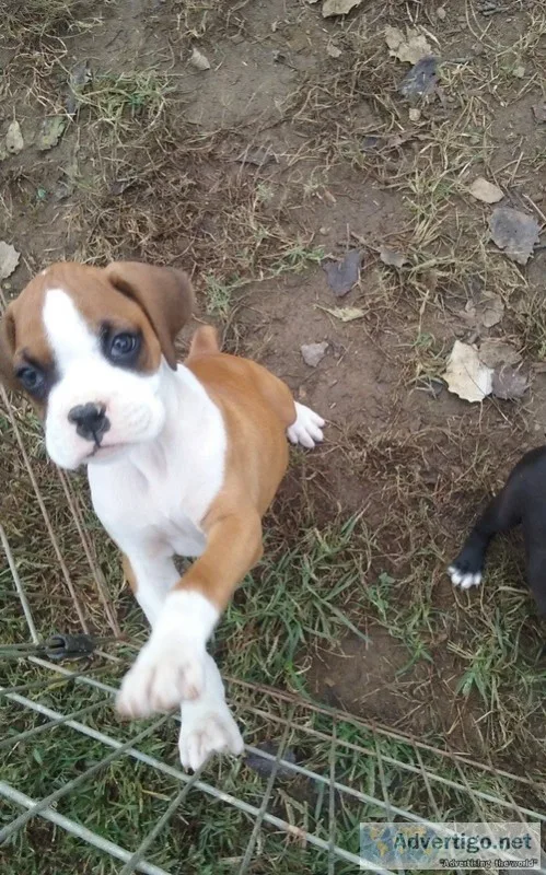 Dogs and puppies