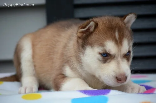 Dogs and puppies