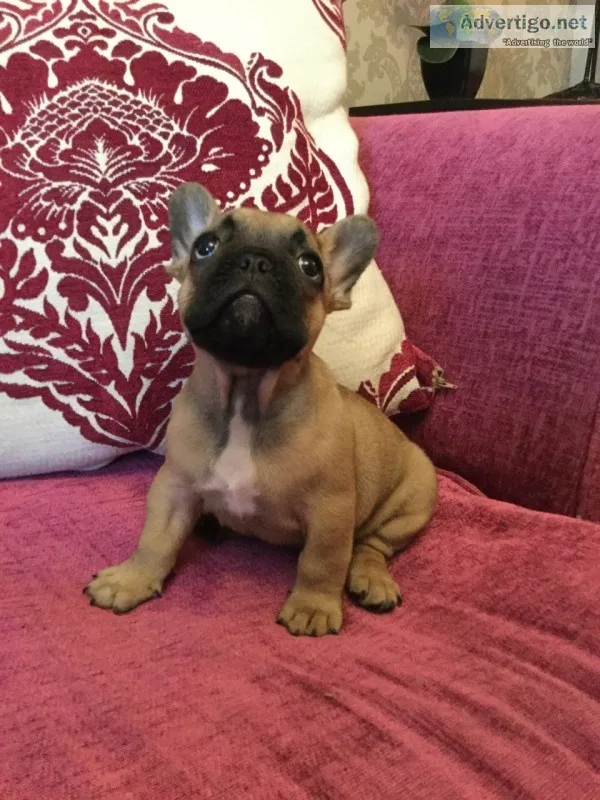 Dogs and puppies