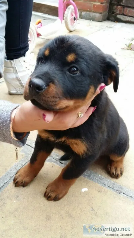 Dogs and puppies