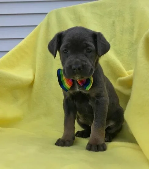 Dogs and puppies