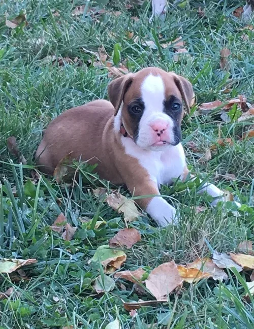 Dogs and puppies