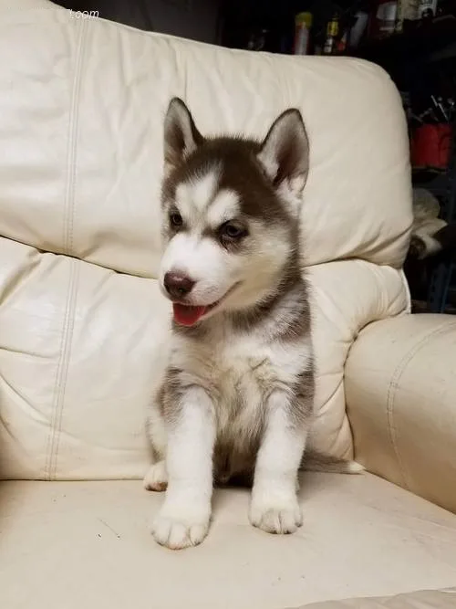 Dogs and puppies