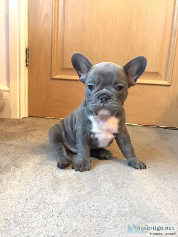 Dogs and puppies