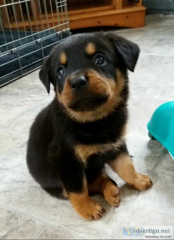 Dogs and puppies