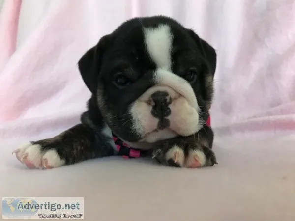 Dogs and puppies
