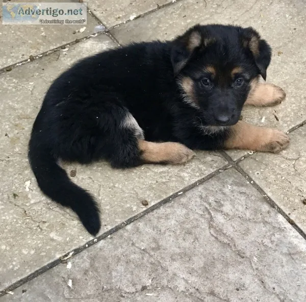 Dogs and puppies