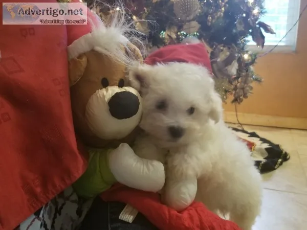 Puppies for sale 