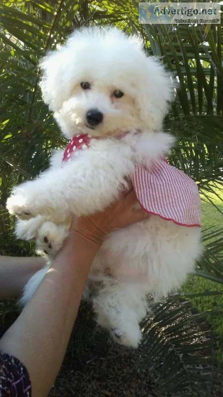 Puppies for sale 