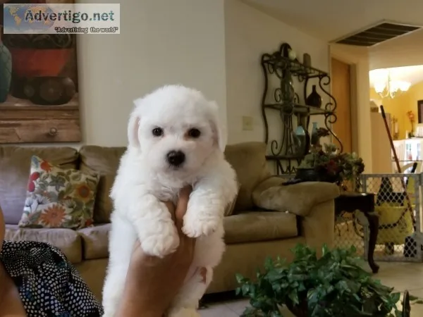 Puppies for sale 