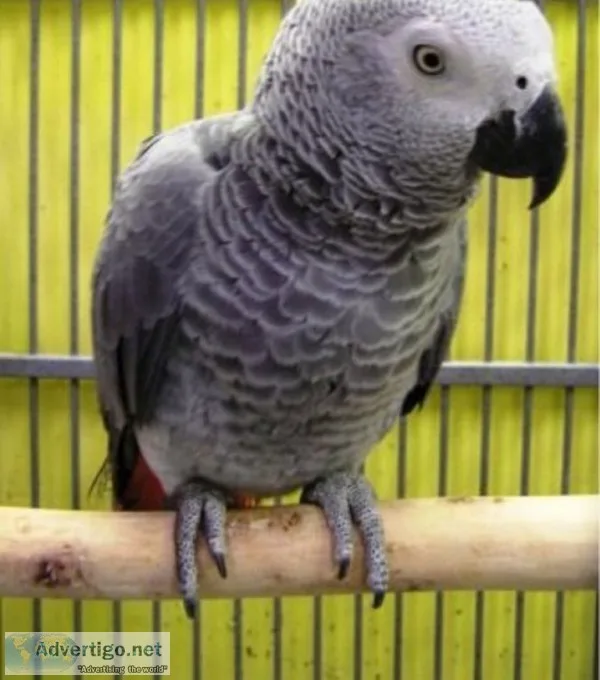 Yo congo african grey parrot~rehoming