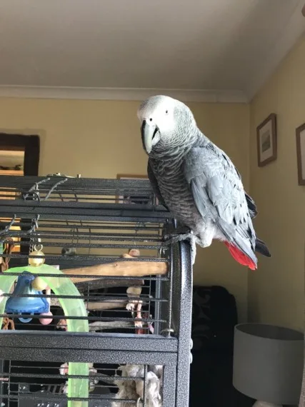 Yo congo african grey parrot~rehoming