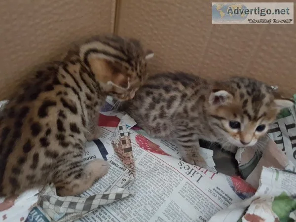 Tica registered bengal stud cats