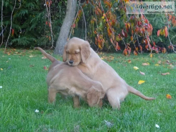 Irish goldens for sale