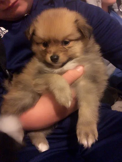 Pomerania puppies avialable