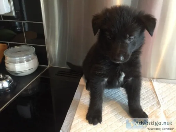 German shepherd pups 2 beautiful girls f
