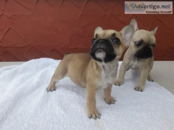 Beautiful healthy happy frenchies