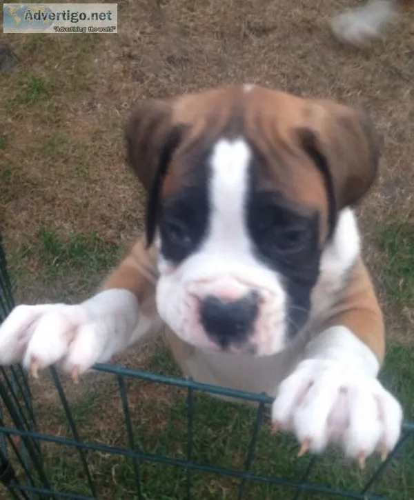 Brindle white boxer bitches
