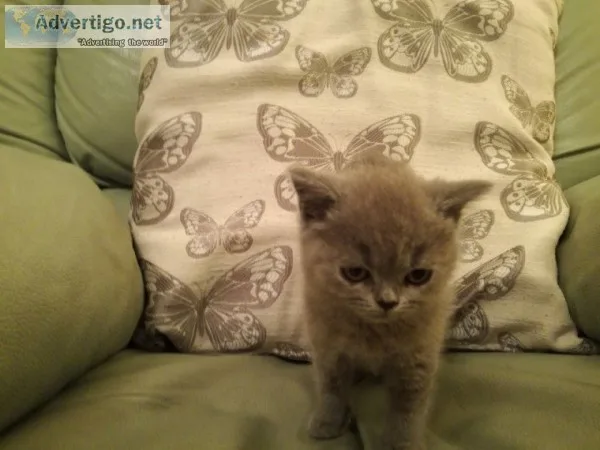 British shorthair blue kittens