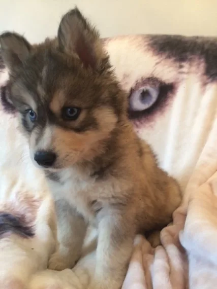 Siberian husky puppies