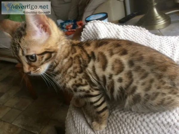 Tica registered bengal stud cats