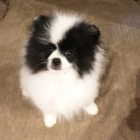 Pomerania puppies avialable