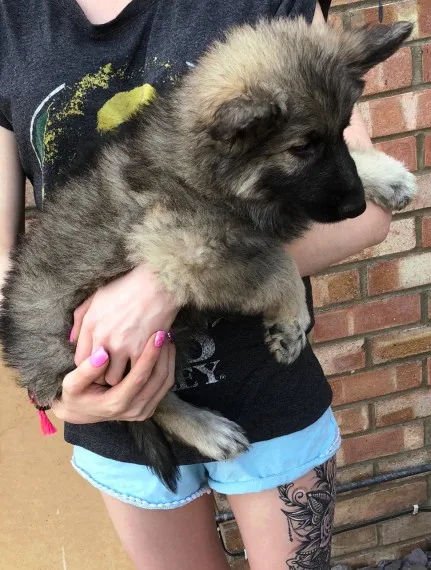 German shepherd pups 2 beautiful girls f