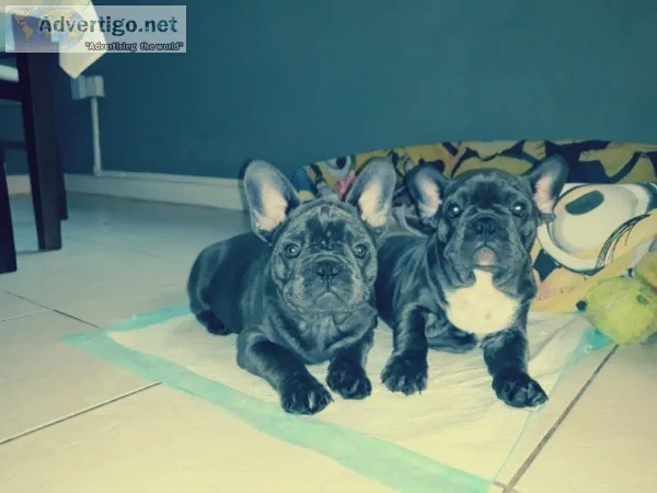 Beautiful healthy happy frenchies