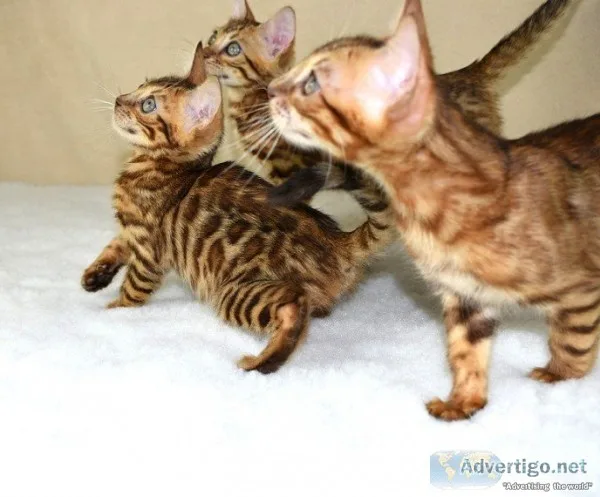 Tica registered bengal stud cats