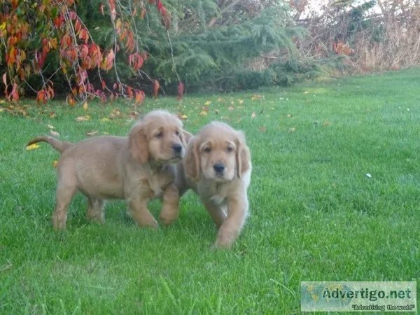 Irish goldens for sale
