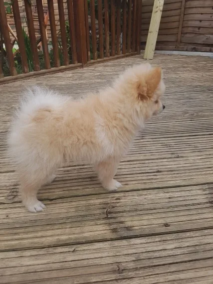 Pomerania puppies avialable