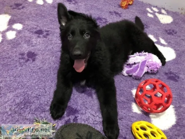 German shepherd pups 2 beautiful girls f