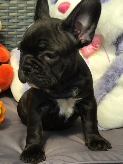 Beautiful healthy happy frenchies