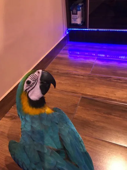 Blue and gold super tame