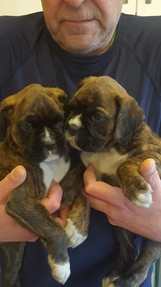 Brindle white boxer bitches