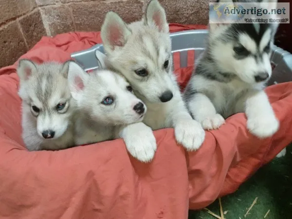 Siberian husky puppies