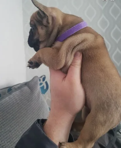Akc quality french bulldog puppy for fre
