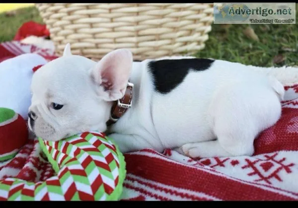 Akc quality french bulldog puppy for fre
