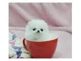 Top quality registered pomeranian