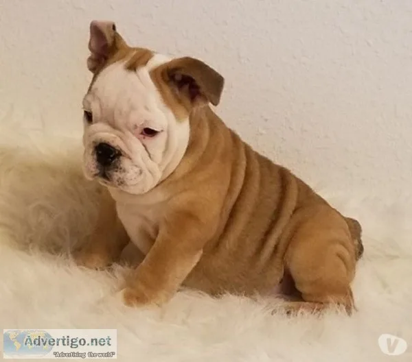 English bulldogs for rehoming