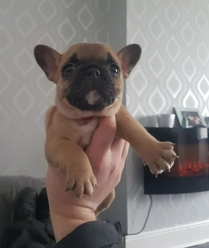 Akc quality french bulldog puppy for fre