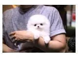 Top quality registered pomeranian