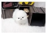 Top quality registered pomeranian