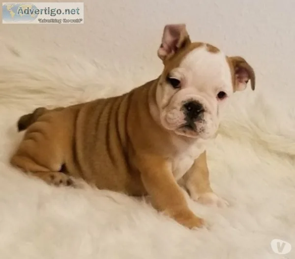 English bulldogs for rehoming
