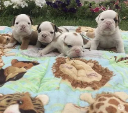 Akc registered english bulldog puppies