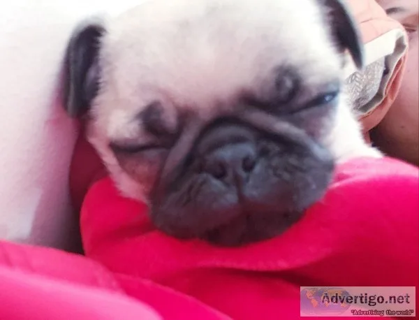 Baby pug